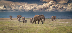 Wall mural Amboseli wonderland – fototapet med unikt motiv som skapar en inspirerande fondvägg