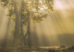 Misty Forest Light