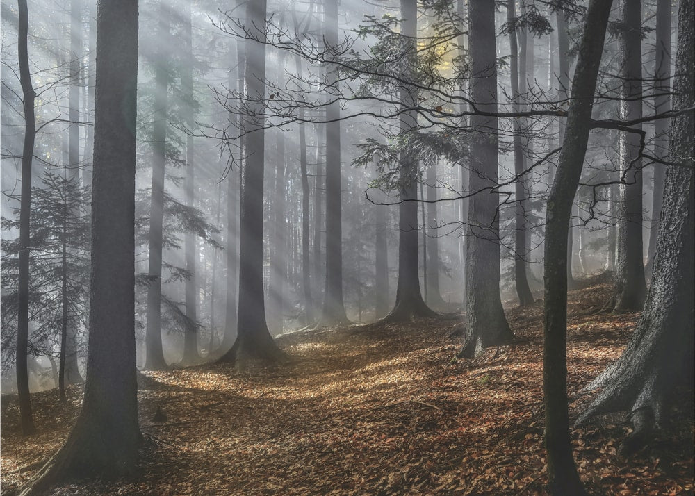 Misty Autumn Forest Light