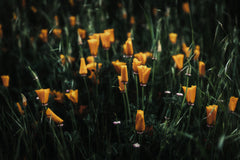 Wall mural Golden Poppies – fototapet med unikt motiv som skapar en inspirerande fondvägg