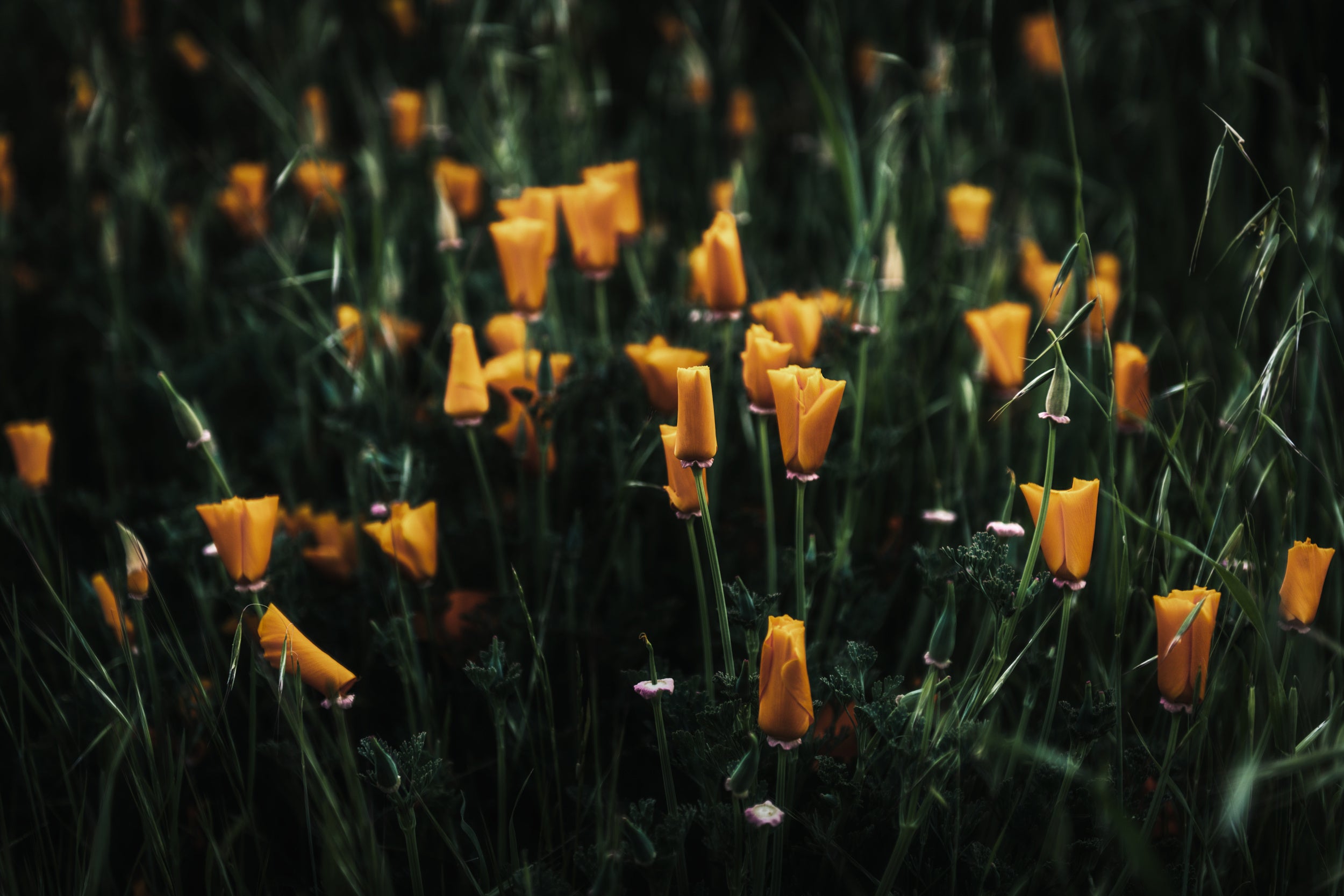 Golden Poppies