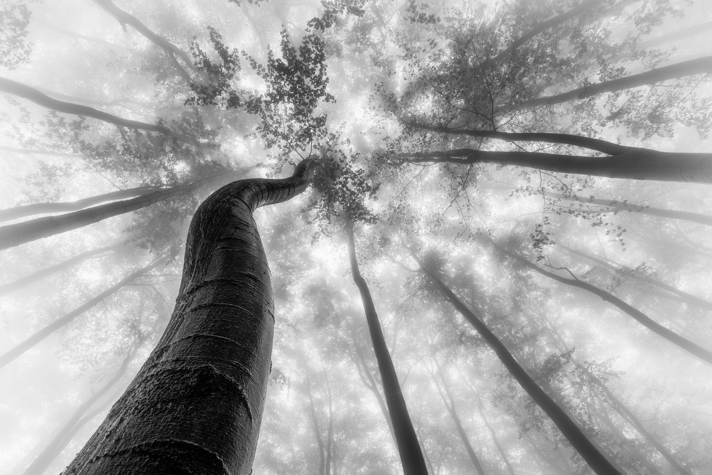 Up to the light
