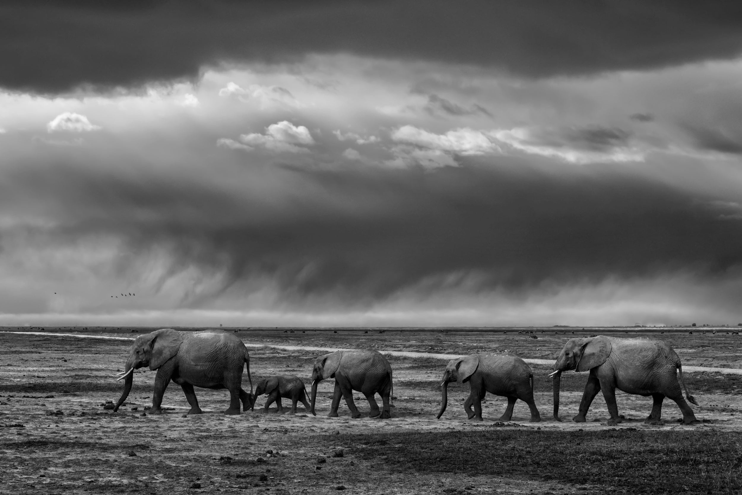 Elephant migration