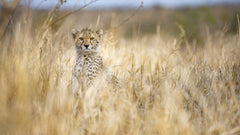 Wall mural Young cheetah – fototapet med unikt motiv som skapar en inspirerande fondvägg