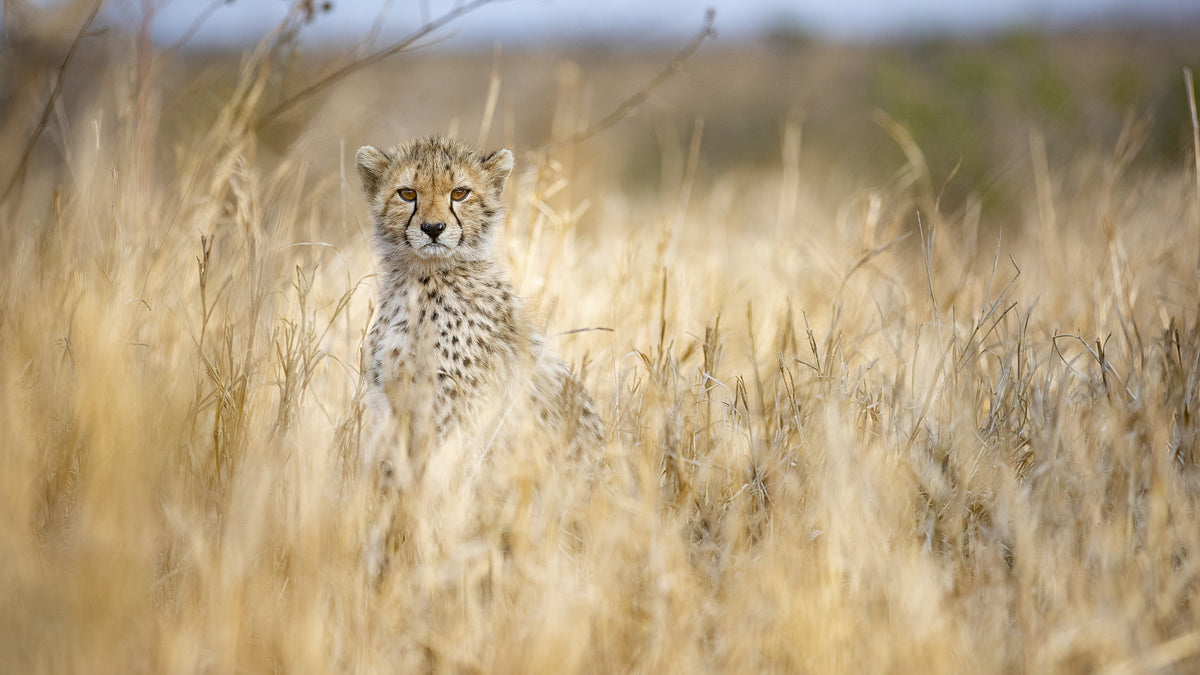 Unge gepard