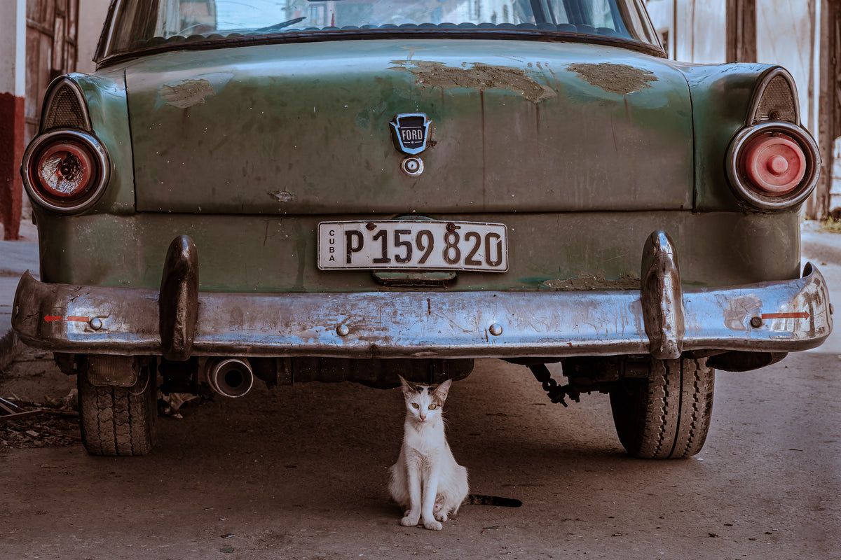 Cubansk katt med bil