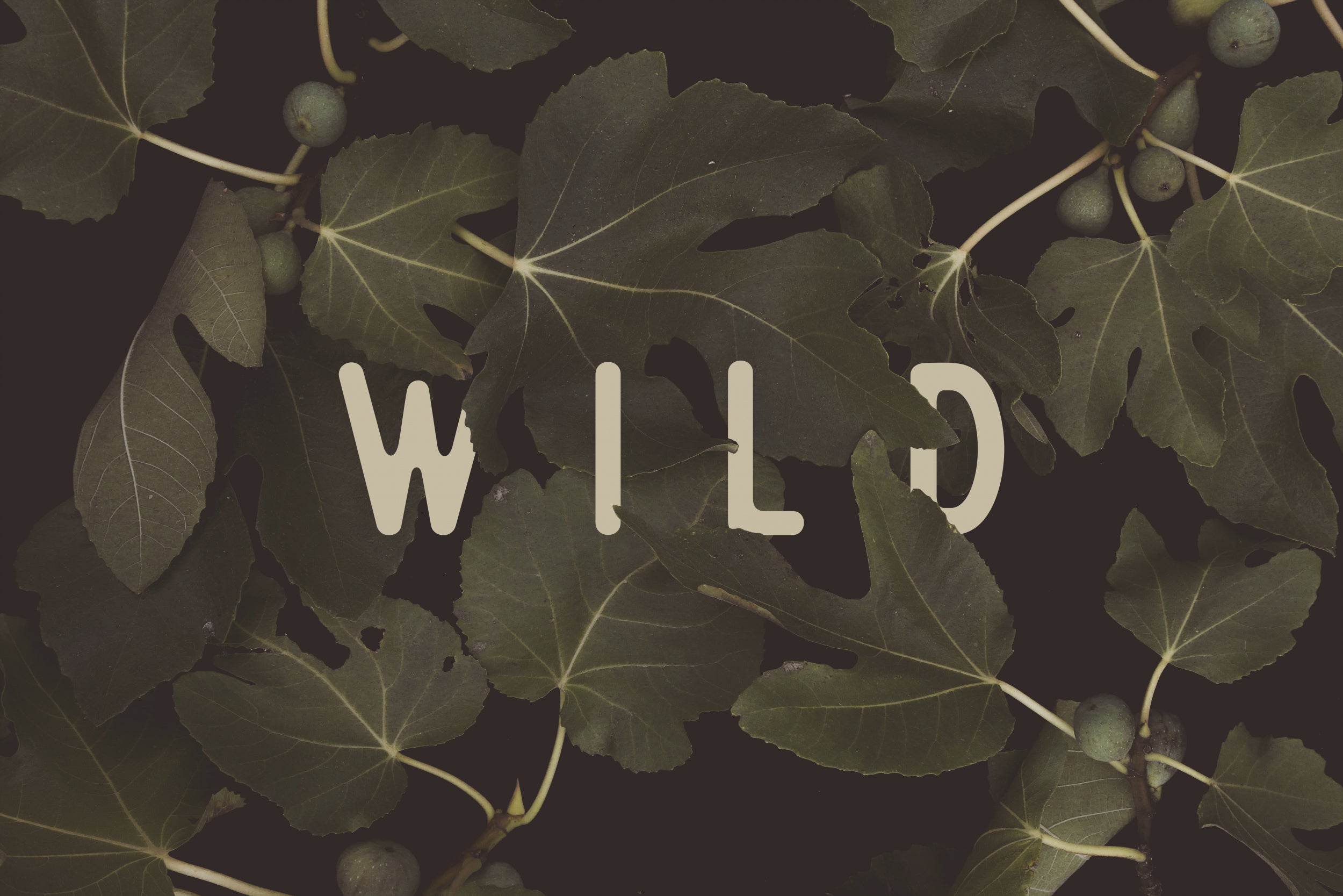 Wild Nº1