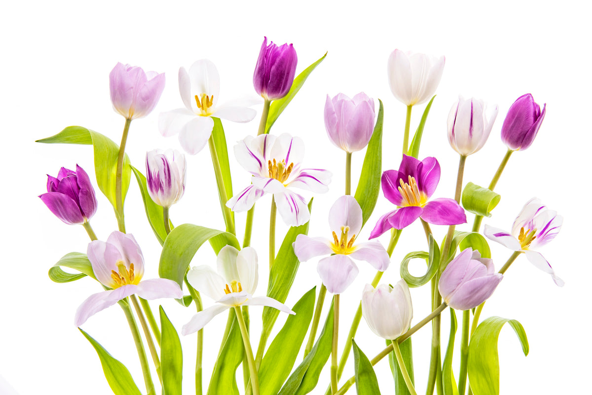 Tulipan vår
