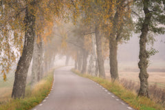 Wall mural Falling Leaves – fototapet med unikt motiv som skapar en inspirerande fondvägg