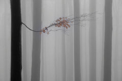 Wall mural Autumn branch – fototapet med unikt motiv som skapar en inspirerande fondvägg