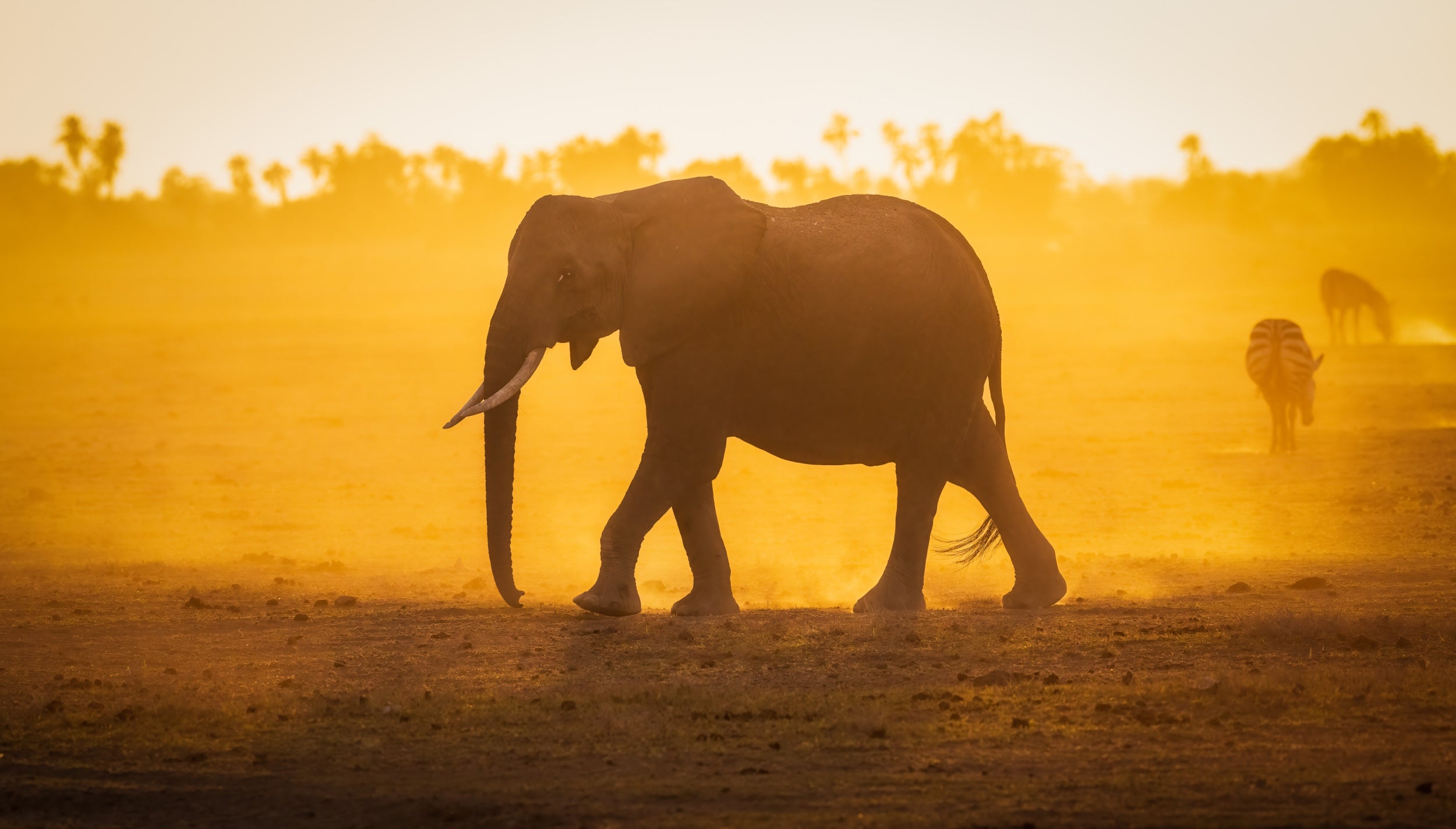 Elephantine Sunrise