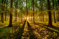 Wall mural Forrest light – fototapet med unikt motiv som skapar en inspirerande fondvägg