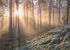 Golden Forest Mist