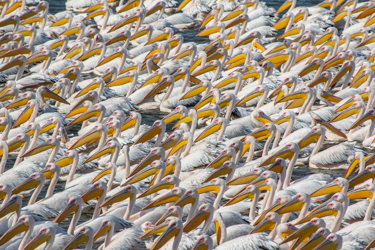 Pelikanparade