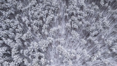 Wall mural Trees under snow – fototapet med unikt motiv som skapar en inspirerande fondvägg
