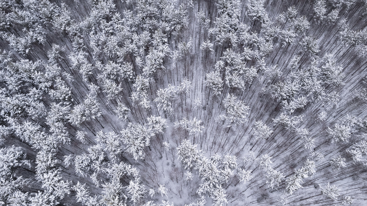 Trær under snø
