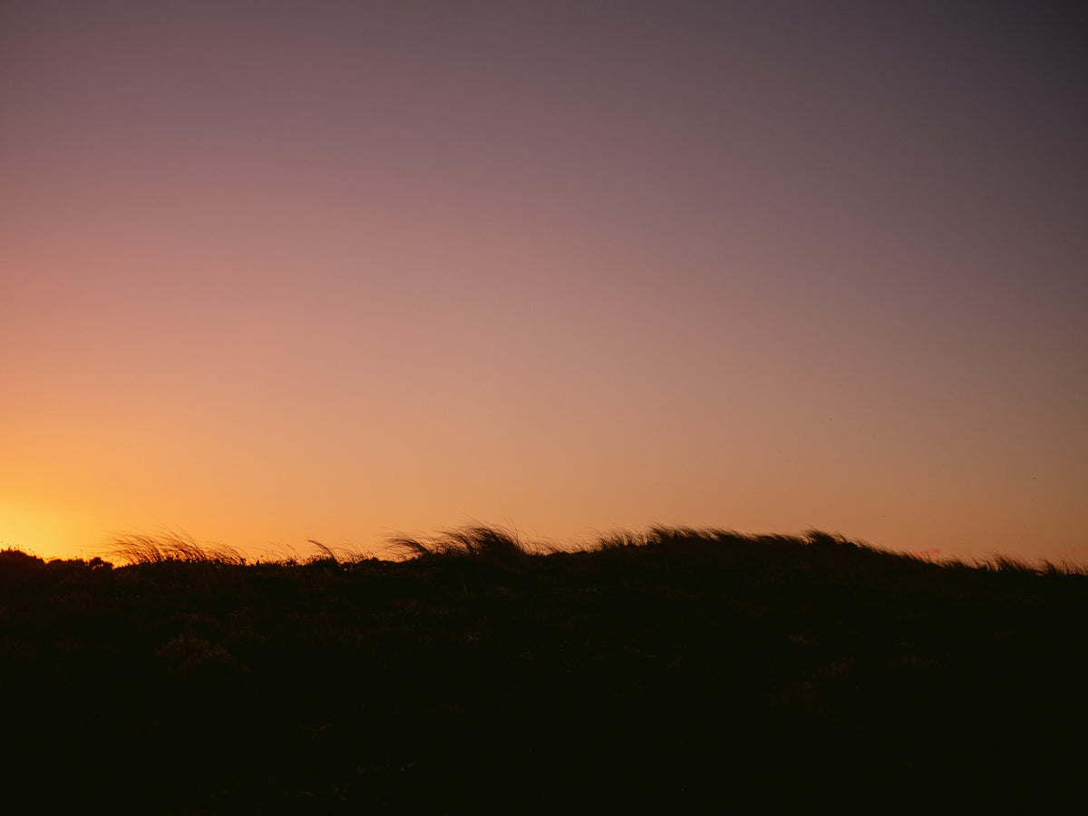 Dune Grass Solnedgang Horisontal