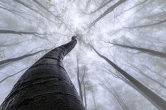 Wall mural Beech forest – fototapet med unikt motiv som skapar en inspirerande fondvägg