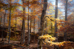 Wall mural Fall colors – fototapet med unikt motiv som skapar en inspirerande fondvägg