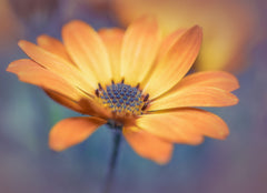 Wall mural Orange delight – fototapet med unikt motiv som skapar en inspirerande fondvägg