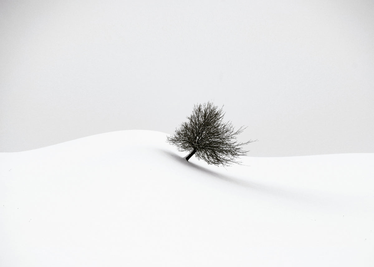 hvit vinter