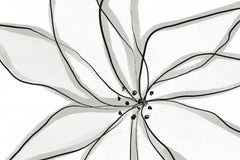 Wall mural Fragile Flower – fototapet med unikt motiv som skapar en inspirerande fondvägg