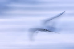 Wall mural wings game 2 – fototapet med unikt motiv som skapar en inspirerande fondvägg