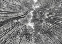 Tall Bamboo Canopy