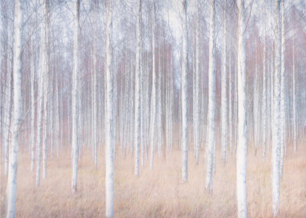 Dreamy Birch Forest