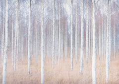 Dreamy Birch Forest