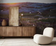 Cotton Grass Sunset Glow