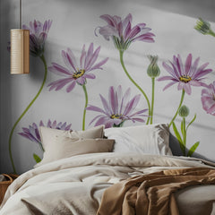 Cape Daisies