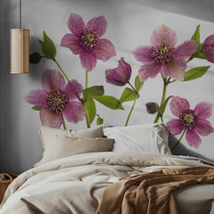 Pink Hellebore Blooms