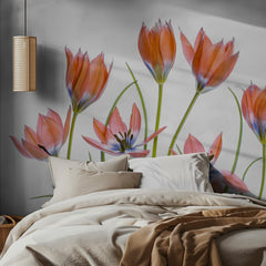 Apricot Tulips