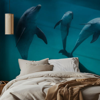 Bottlenose dolphins rumsbild 2