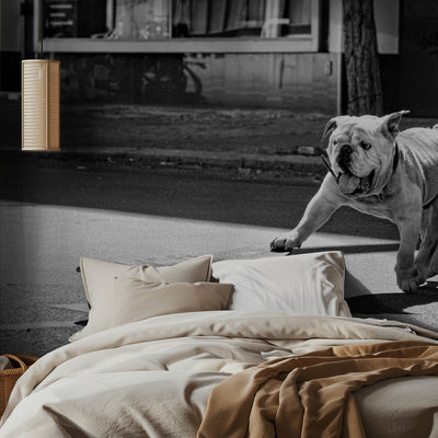 ... dogs just wanna have fun ... rumsbild 2