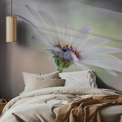 Cape Daisy