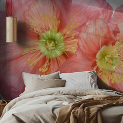 Papaver