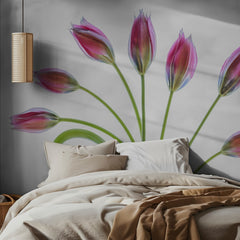 Tulipa