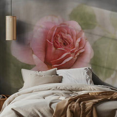 Soft Pink Rose