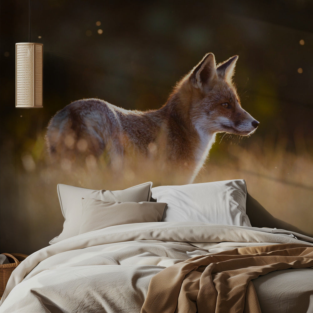 Last Light Fox