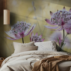 Astrantia Major
