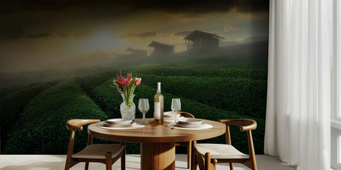 misty sunrise in tea garden