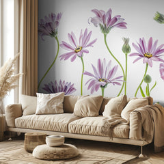 Cape Daisies