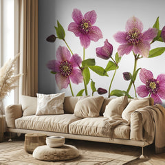 Pink Hellebore Blooms