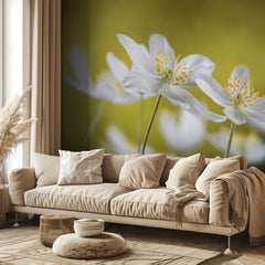 Wood Anemones