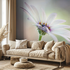 Cape Daisy