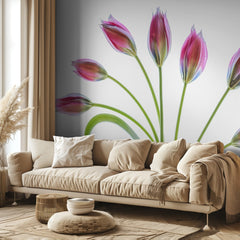 Tulipa