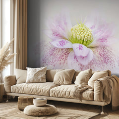 Spotted Pink Hellebore