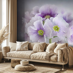 Primula